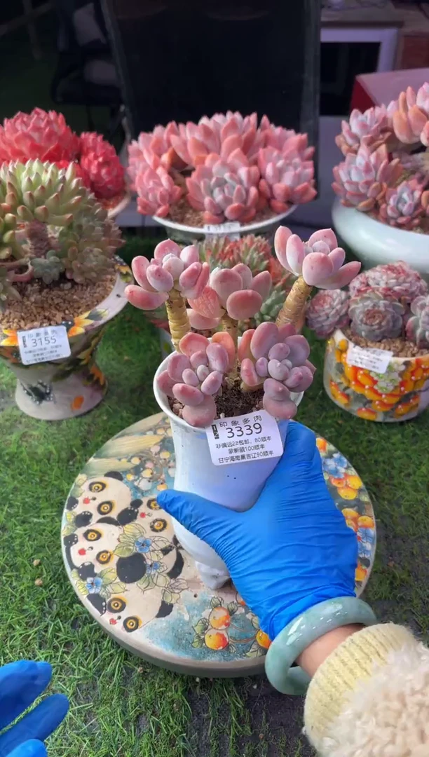 昆明印象多肉3339