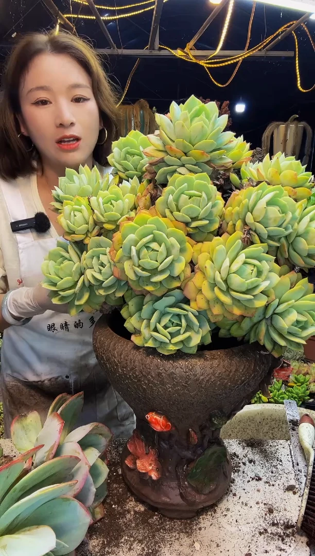 湾****）恋曲2号一物一拍脱土包邮