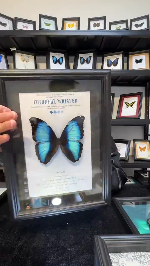 玻璃一物一拍，真实蝴蝶标本
