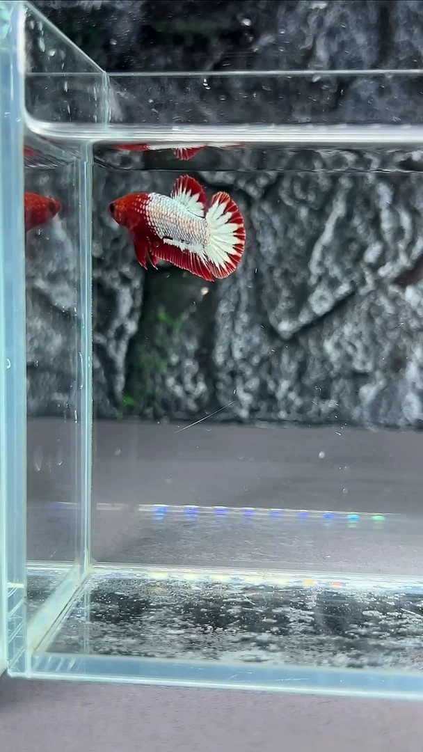 斗鱼竞拍链接A088