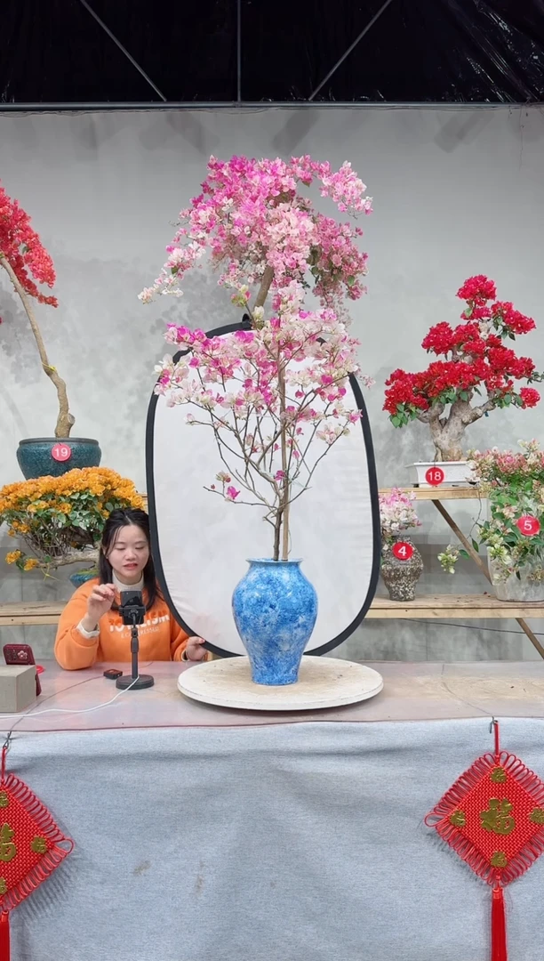 【闪购商品】盆景漳红缨