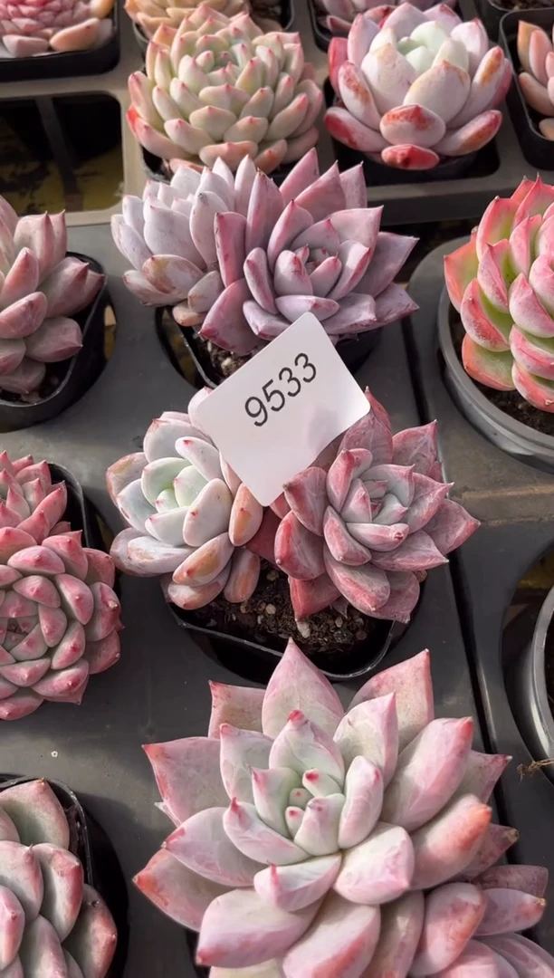 糯****子9533双头卡杂多肉