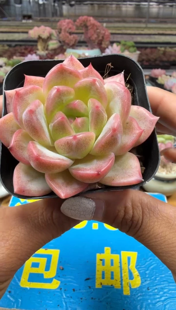 东云多肉园二店-68