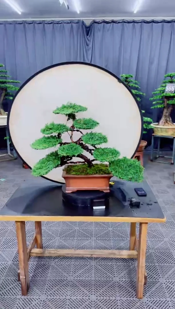 无花朵珍珠柏盆景...