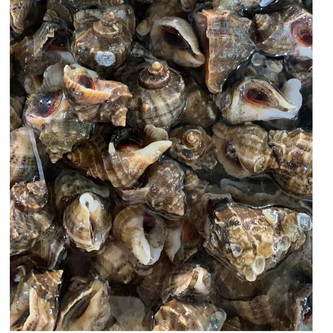 鲜活中海螺7元1斤