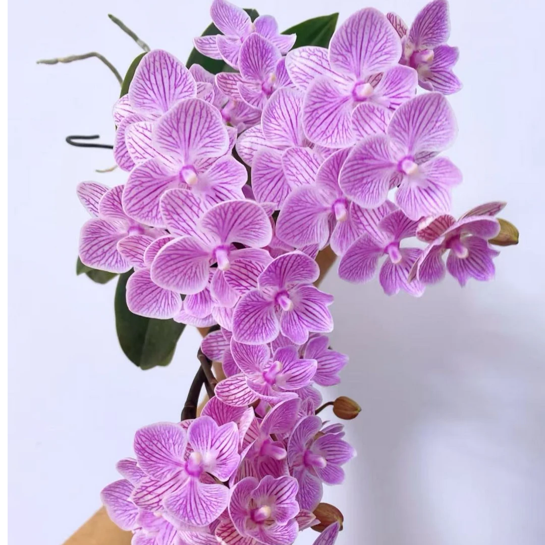 【带花苞2花剑樱花】蝴蝶兰年宵花优选寓意喜上眉梢居家装饰