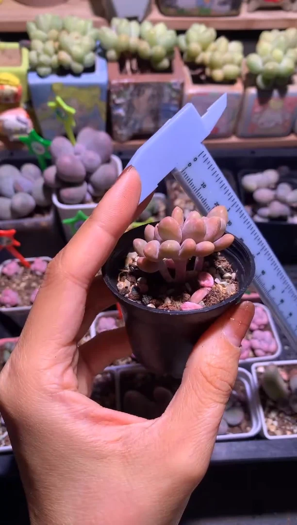 芒果奶酪，满28包邮，不满发一个叶子到付