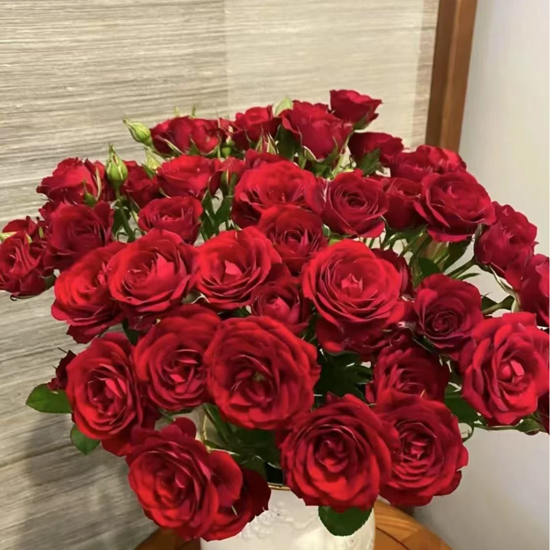中国红月季花  原盆原土 基地直发