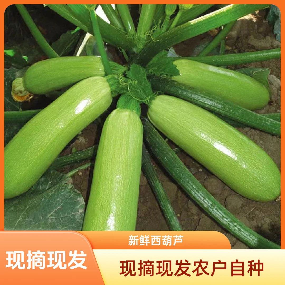新鲜西葫芦农家自种大棚种植现摘现发新鲜蔬菜白角瓜