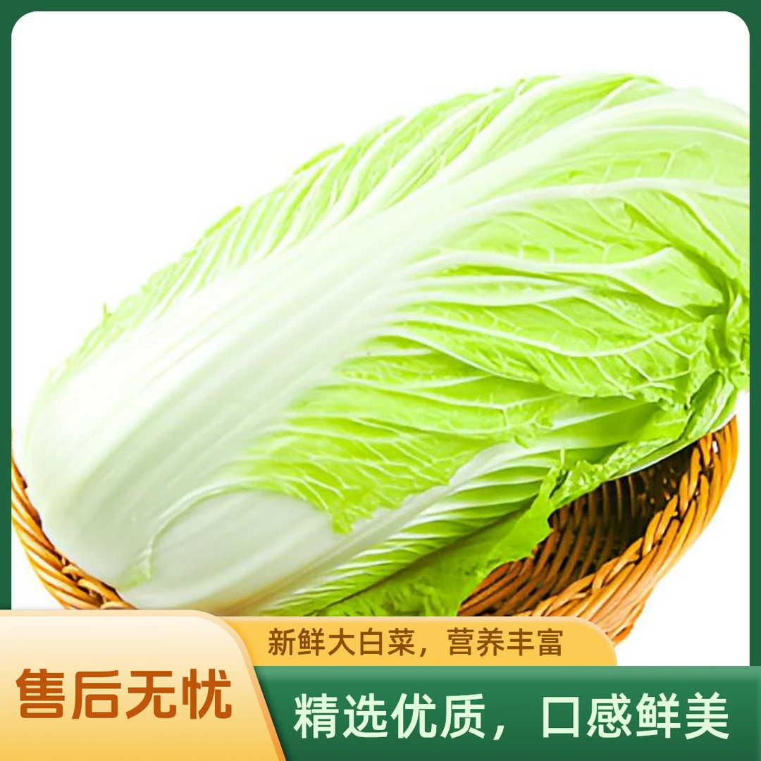 约1250~1800g大白菜一棵