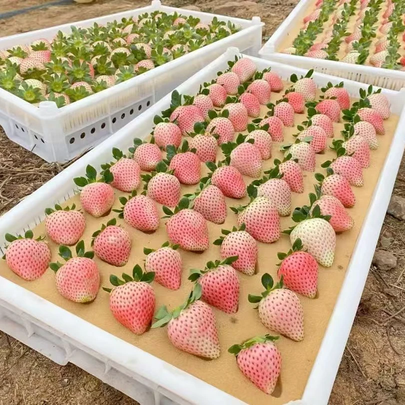 【粉玉二号】脱毒原原种草莓盆栽 阳台庭院盆栽带土穴盘 易成活养护