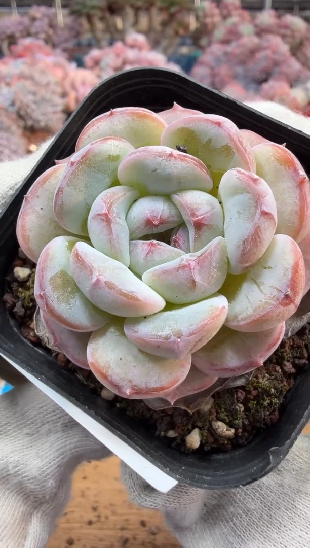 东云多肉园三号店-212