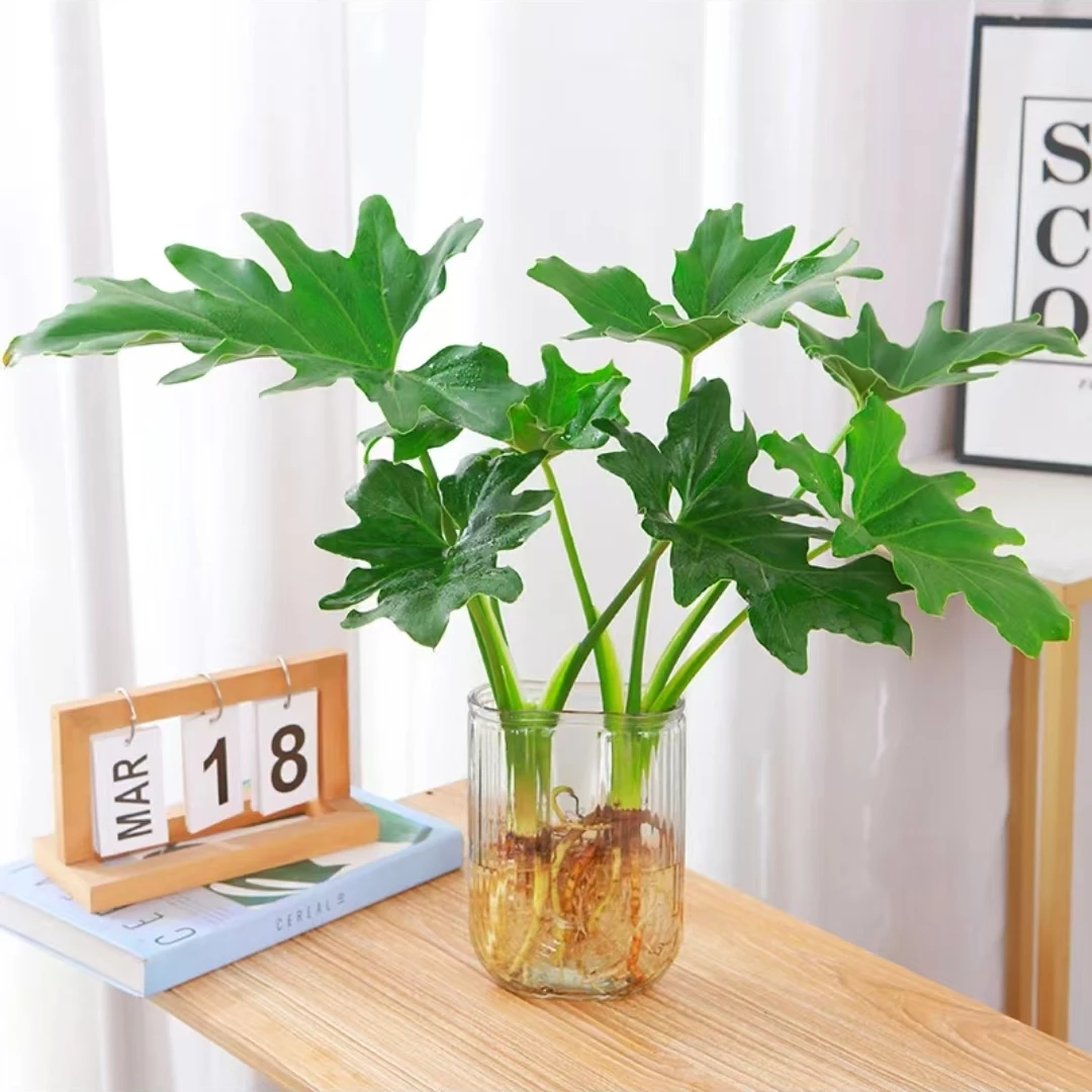 春羽带瓶水培绿植办公室内客厅桌面盆栽花卉植物四季常青好养护