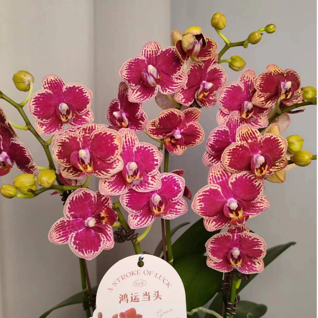 蝴蝶兰【可乐】双花剑 稀有品种 广州基地直发