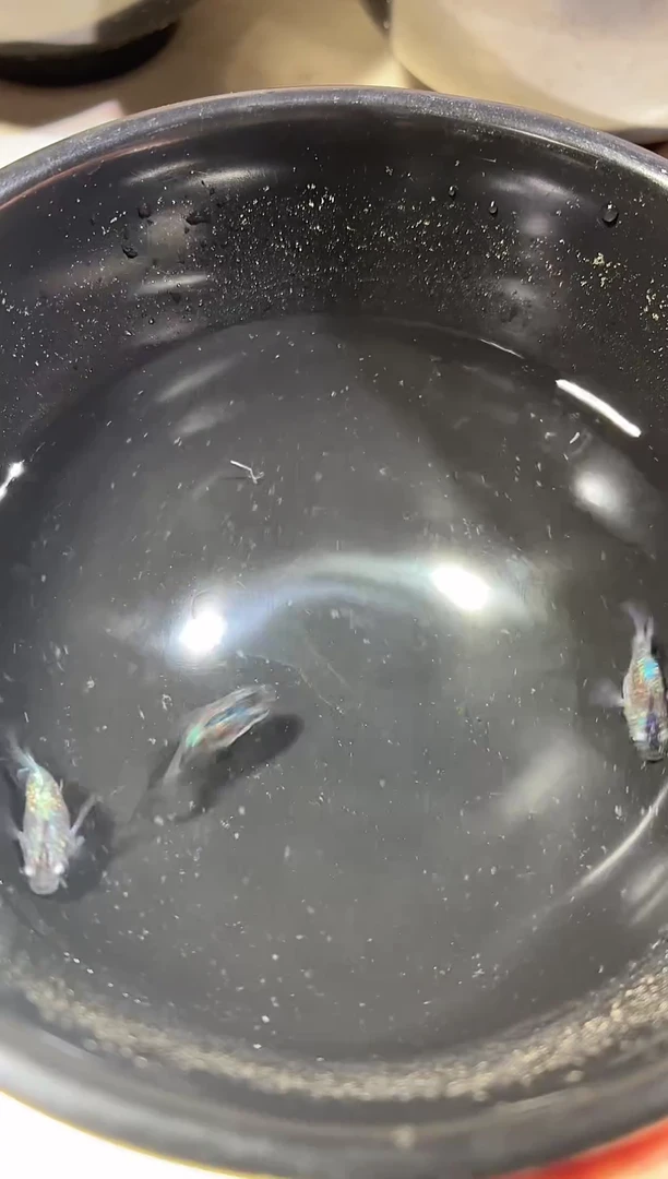 青鳉鱼蓝宝石球3条