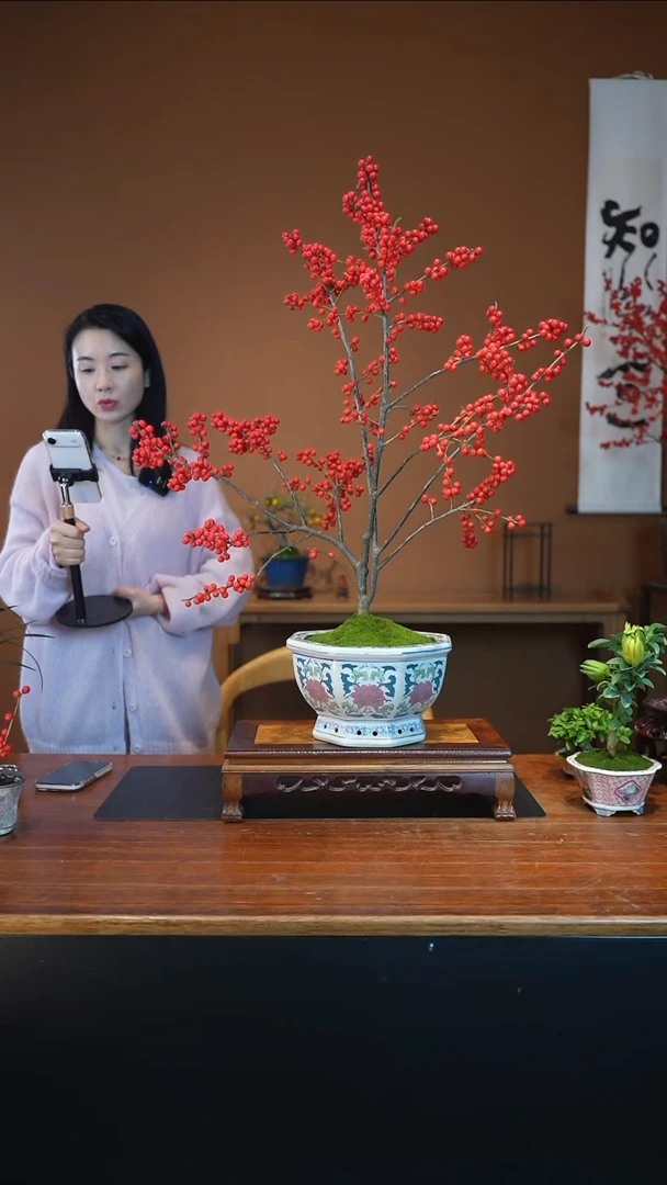 全部花朵冬青盆景盆景