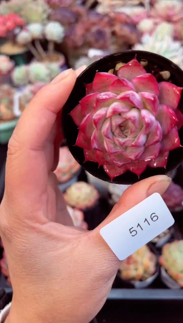 【闪购商品】5116单头多肉