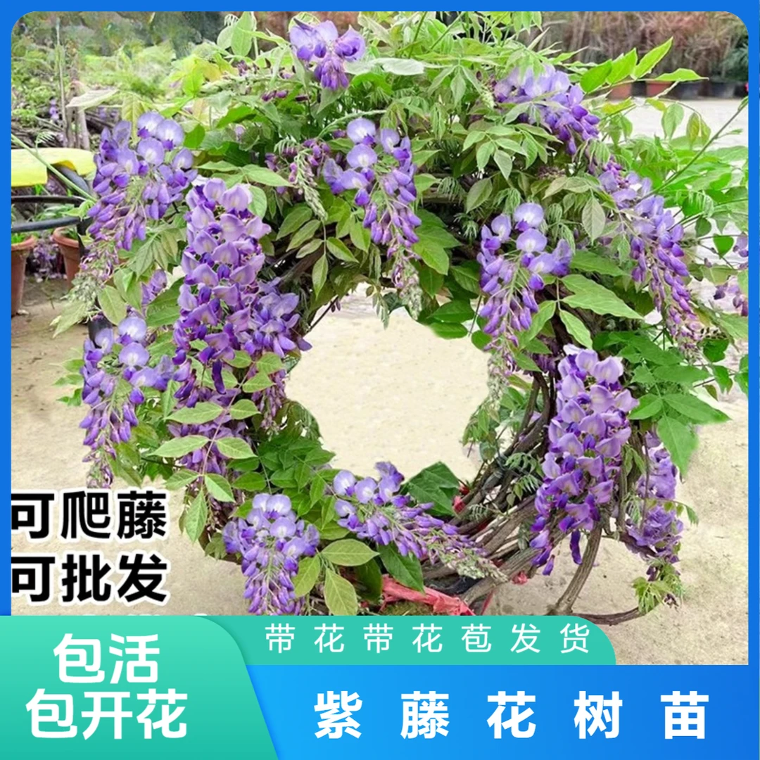 紫藤花树苗庭院爬藤植物耐寒耐热易活紫藤花苗爬藤植物庭院大棵