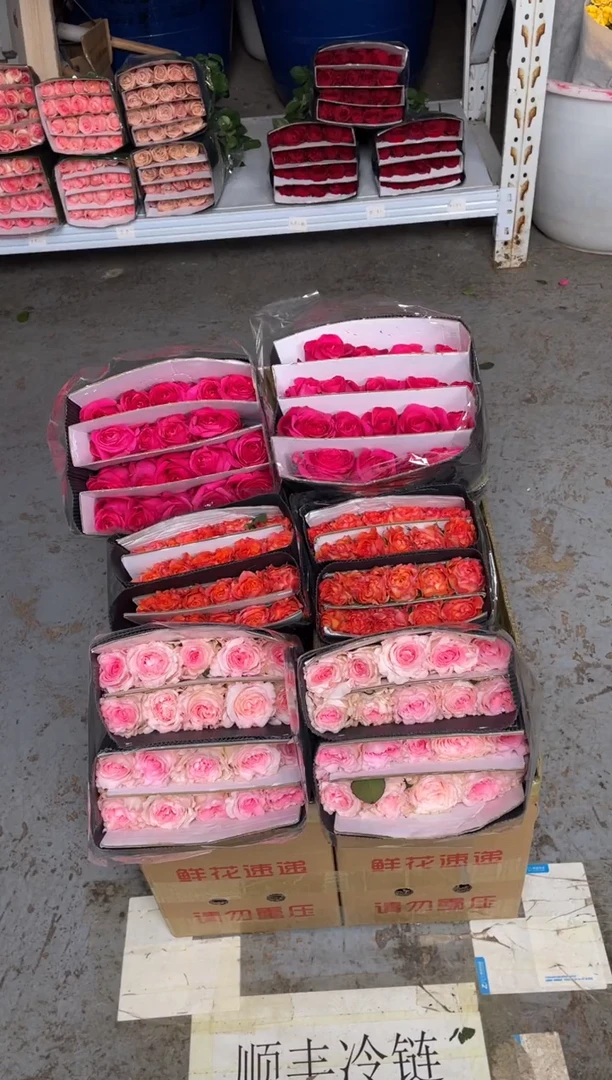 佛洛依德20枝+洛神20枝+火灵鸟20枝