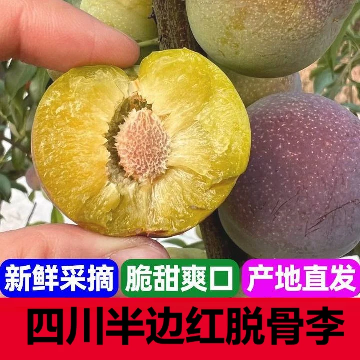 四川正宗半边红脱骨李茵红李空心李当季新鲜水果产地直发整箱包邮