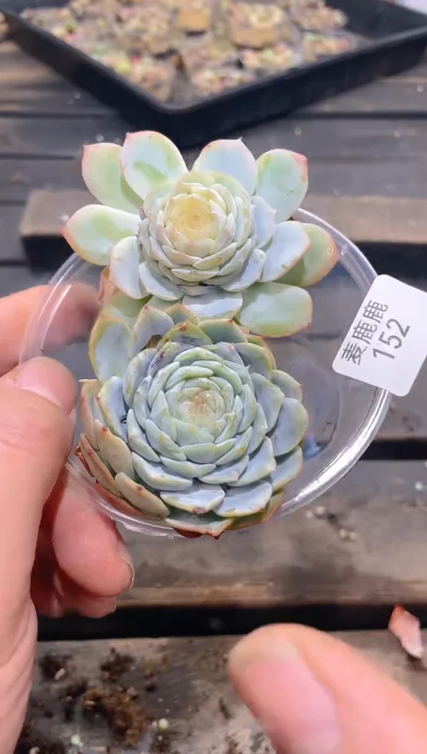 152霓裳羽衣