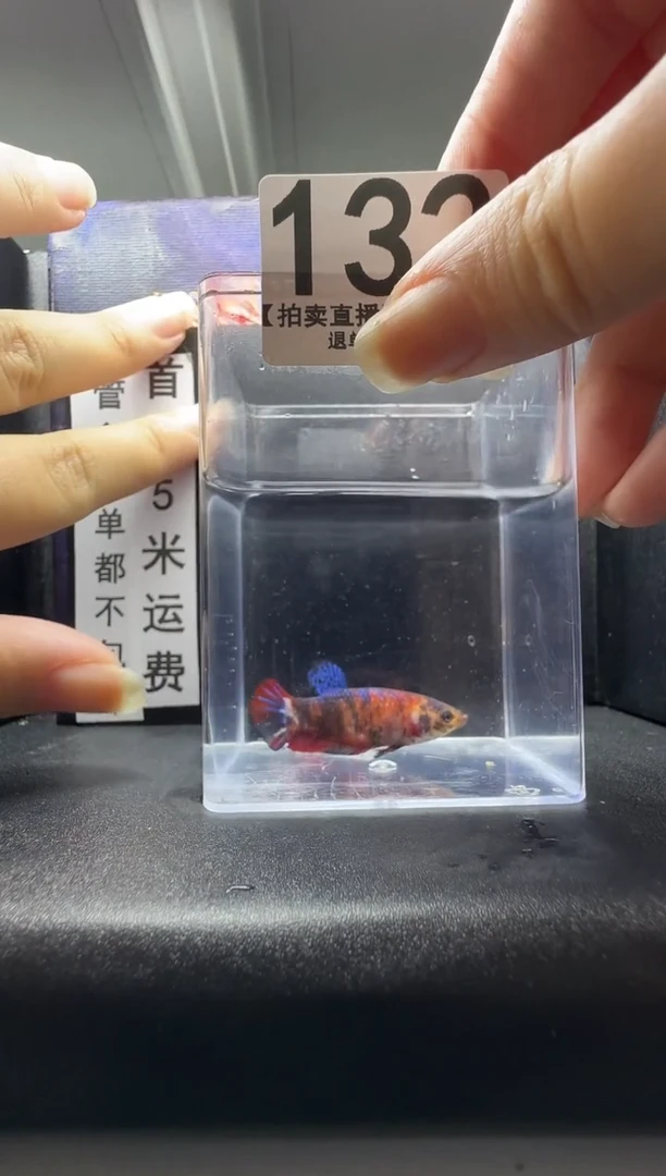 斗鱼母鱼编号：132