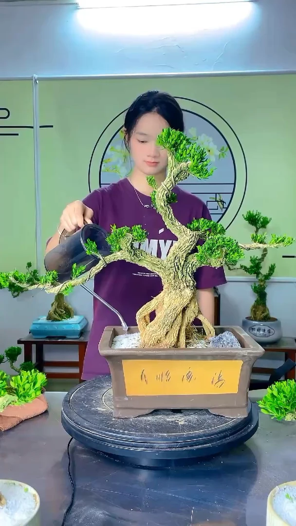 不开花植物广东雀舌皱皮黄杨精品桩