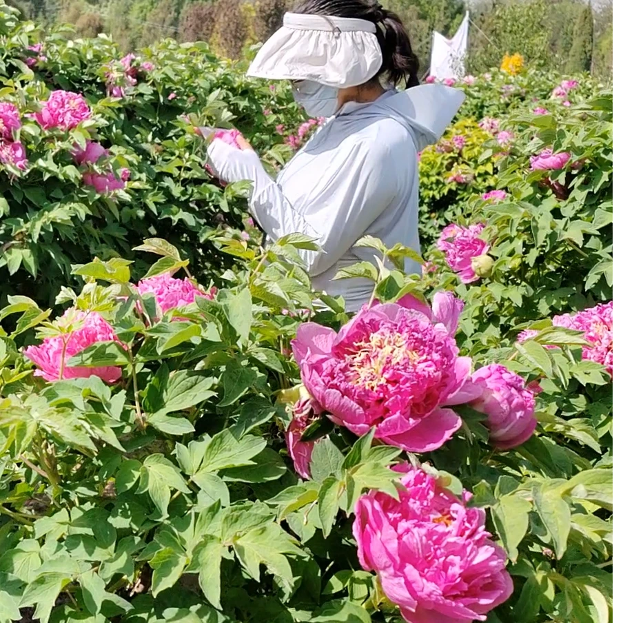 【新手入门试栽】包邮多色可选3-4年耐寒重瓣正宗观赏牡丹苗裸根发