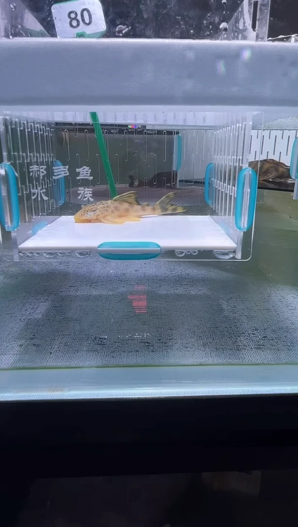 清道夫7不包入缸损80