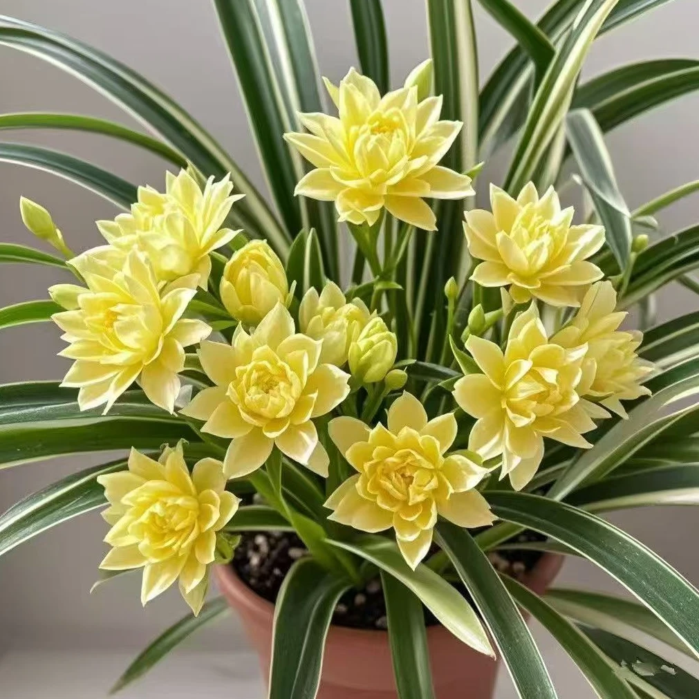 【金娃娃吊兰】耐寒耐热四季可种植盆栽大花重瓣浓香型花卉绿植室外