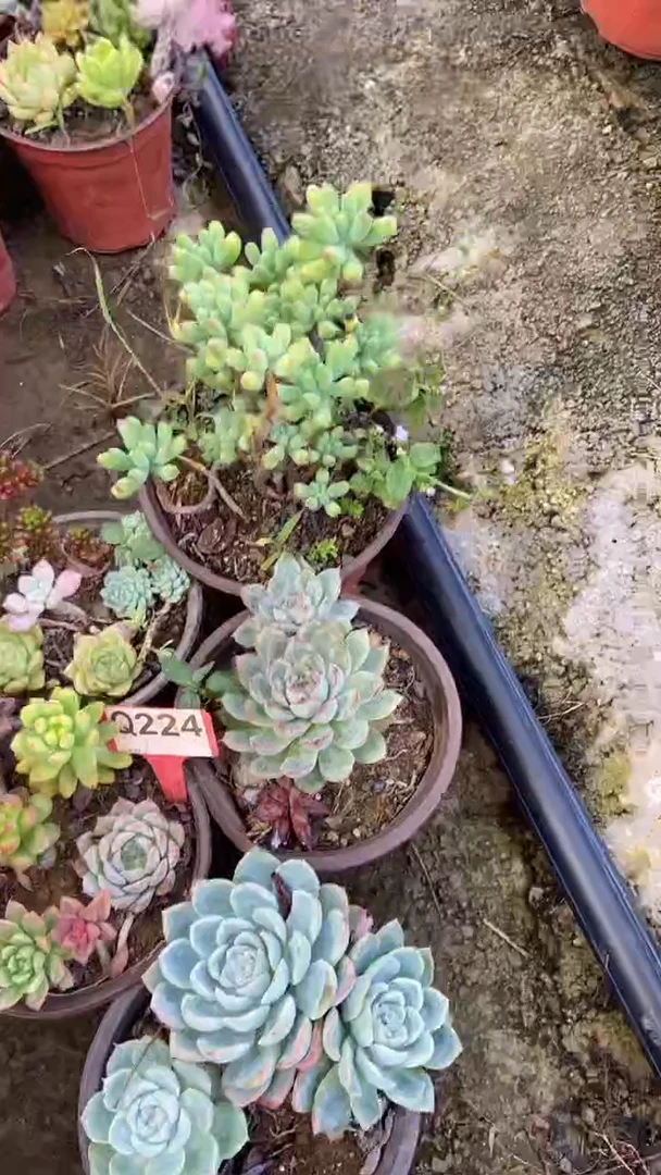 Q224多肉组合默认脱土发货