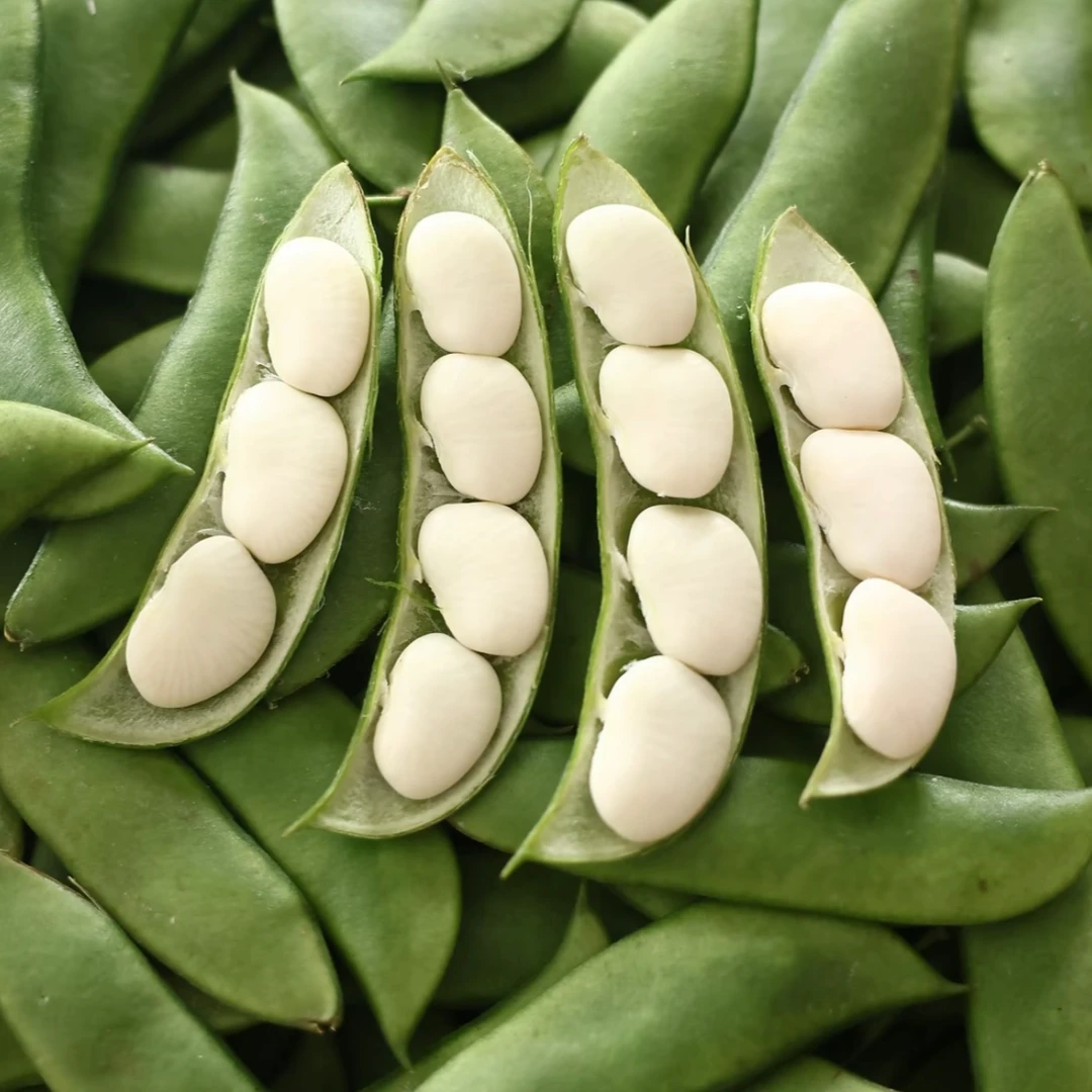 崇明好味道 | 崇明本地 白扁豆3斤（带壳） 现摘现发 顺丰到家