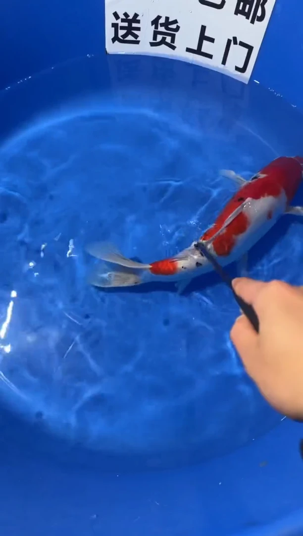 锦鲤精品锦鲤一尾