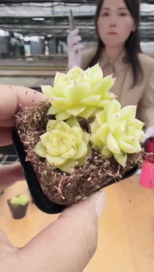 东云多肉园新款-23