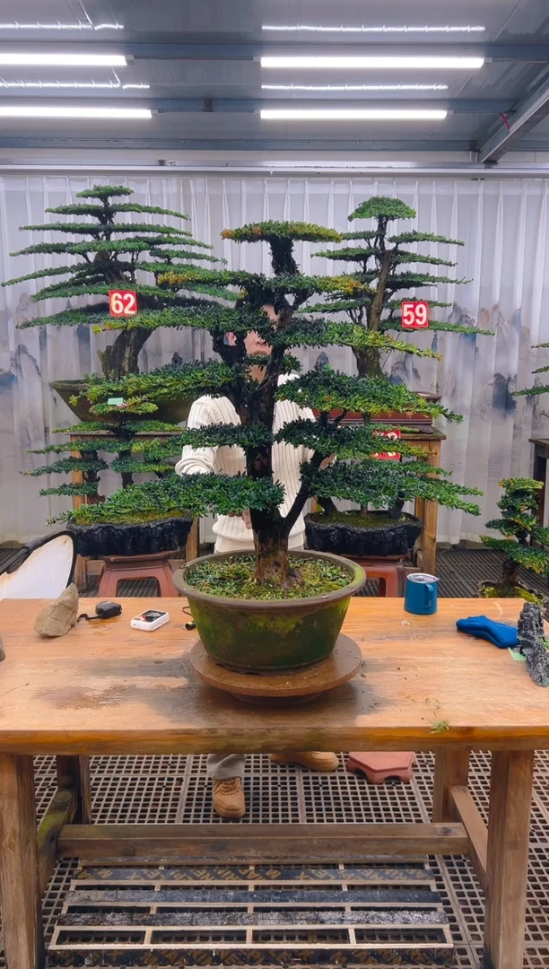 无花朵一***上精品盆景直播间一物一拍