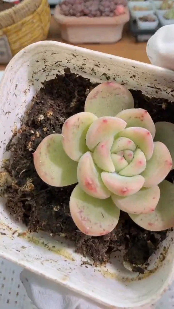 荔枝 五方一盆 单双混 量拍混发