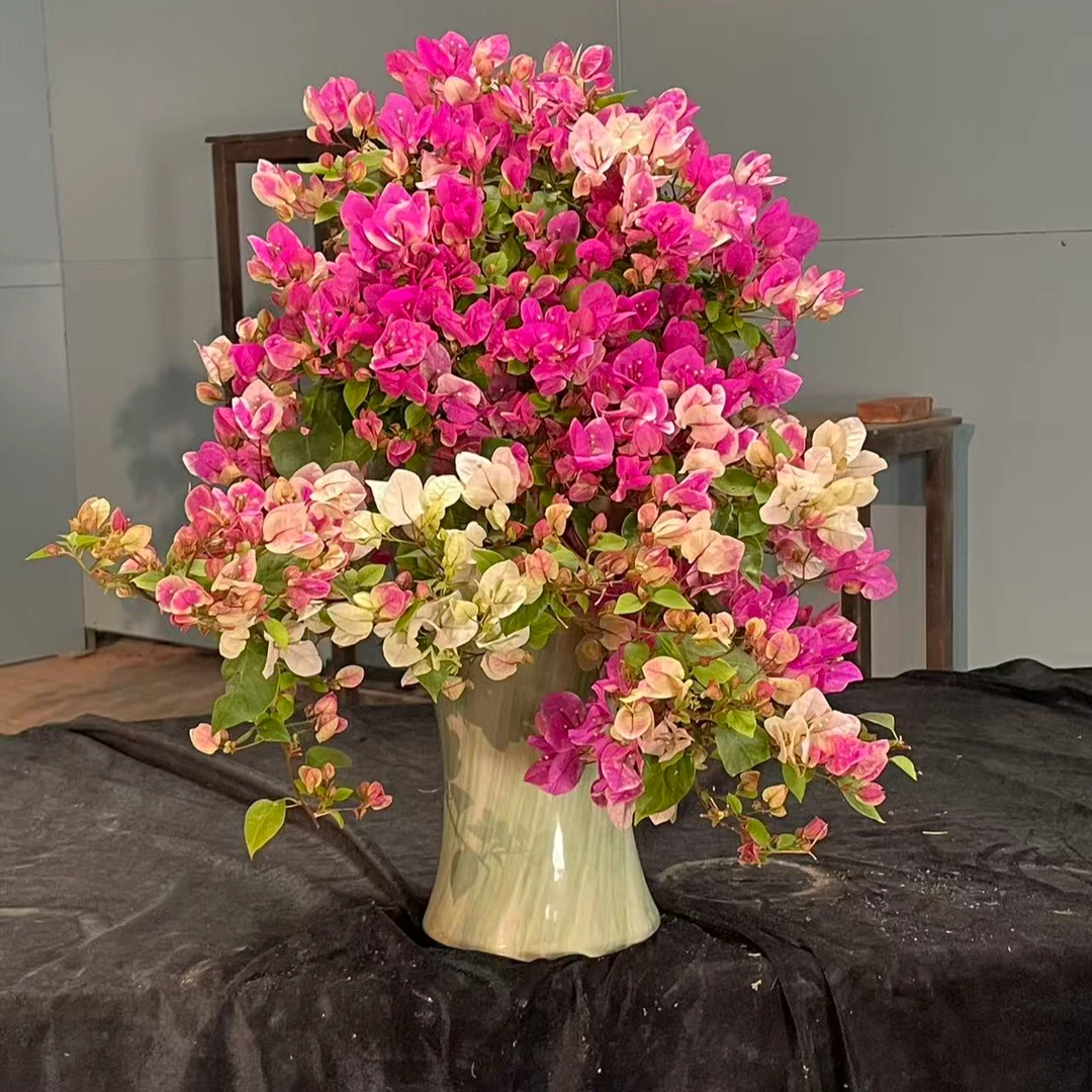 漳红缨瀑布三角梅盆景老桩侧飘勤花好养【艺景园海波】