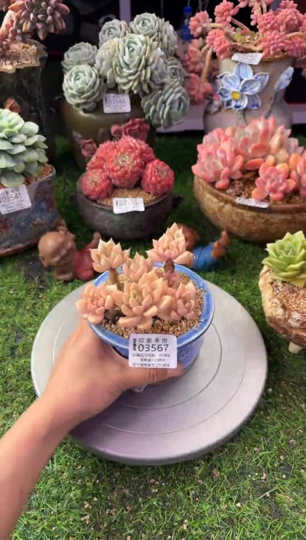 昆明印象多肉03567