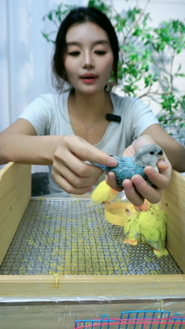 桃脸牡丹鹦鹉牡丹鹦鹉