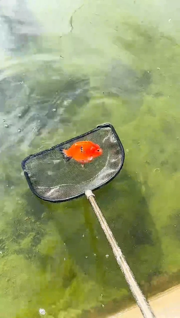 金鱼@*水娃娃观赏鱼兰寿金鱼  不包邮