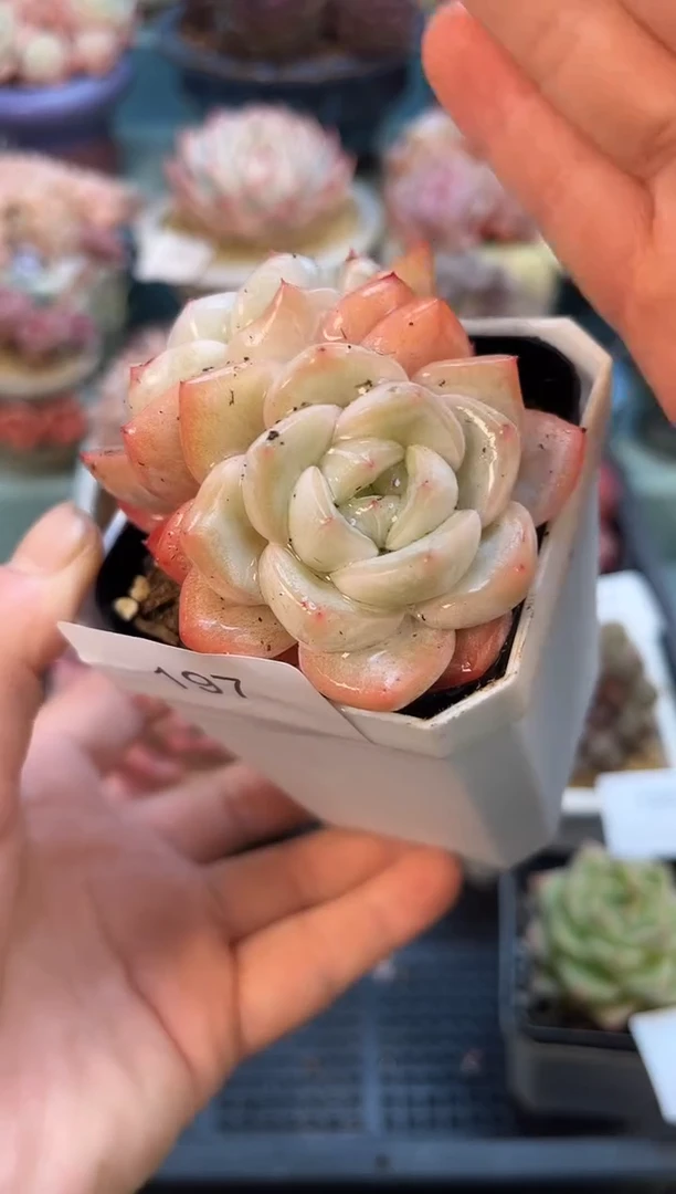 197双头个体多肉