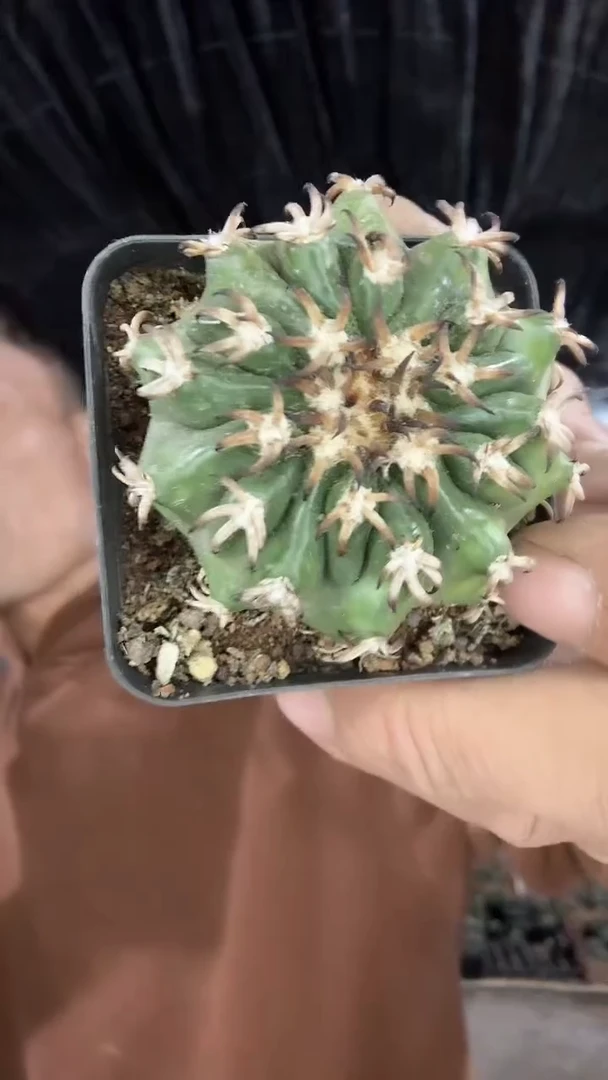 实生猫爪圆盘玉39.99