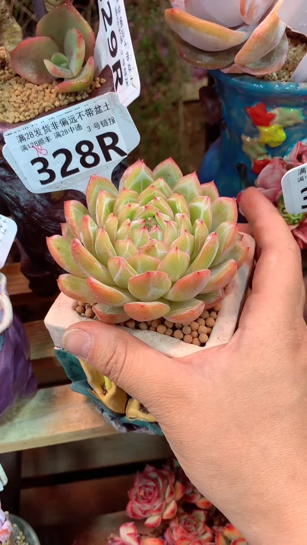 328R(一物一拍实付满28发货，默认不带盆土）