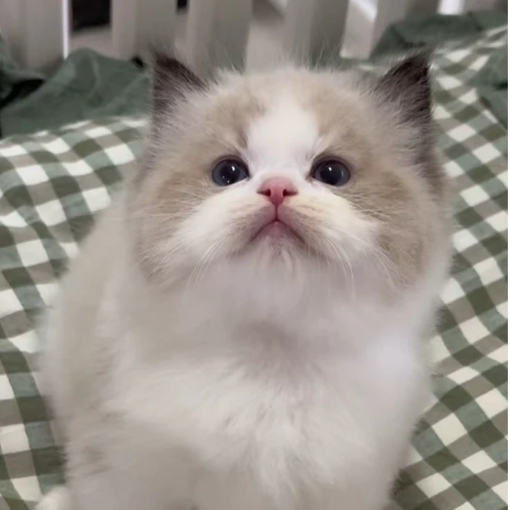 【宇桐布偶猫】自家繁育的布偶猫猫咪活体