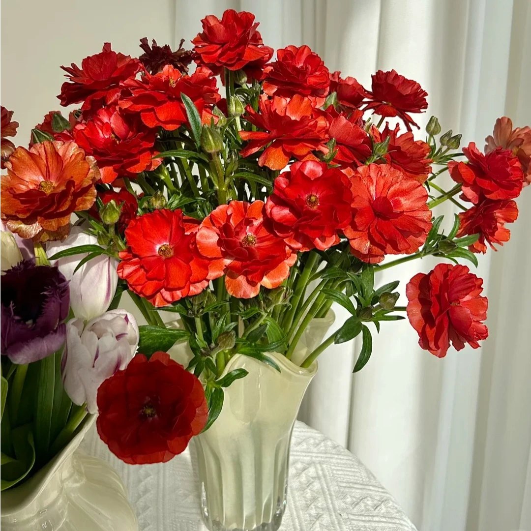 蝴蝶陆莲花（珠光金丝红）氛围感花材云南基地鲜花直发