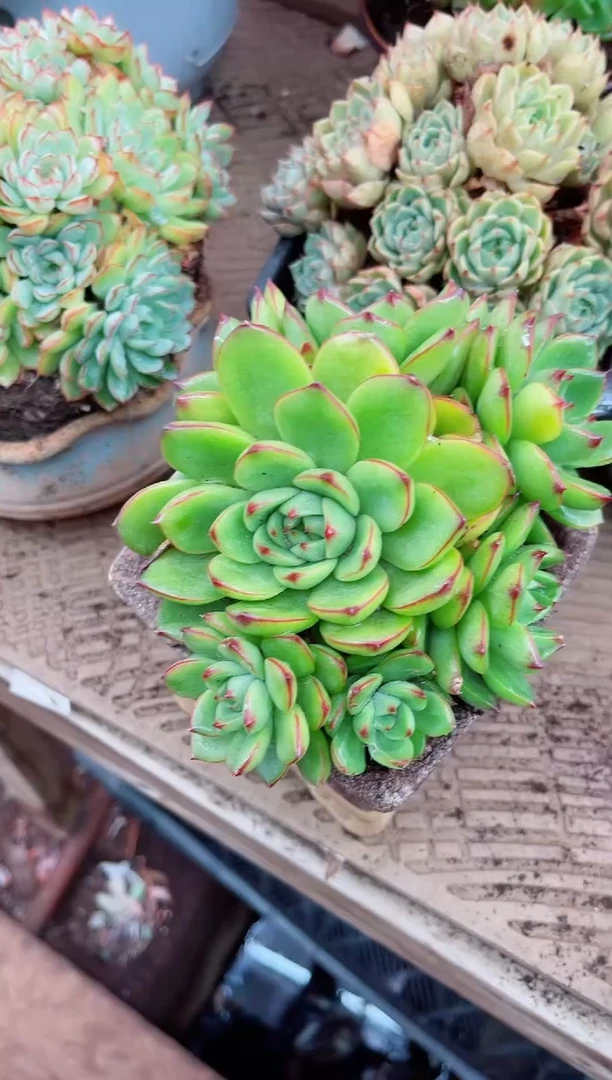 任*27083多肉植物一物一拍
