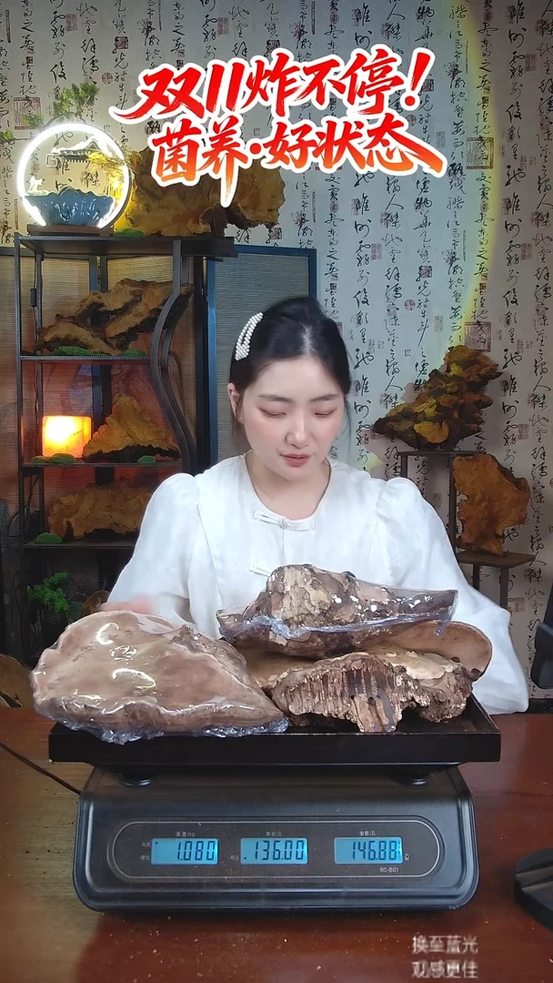 平盖灵芝中国大陆【藏区 野生】树舌灵芝（2.16斤）10年份