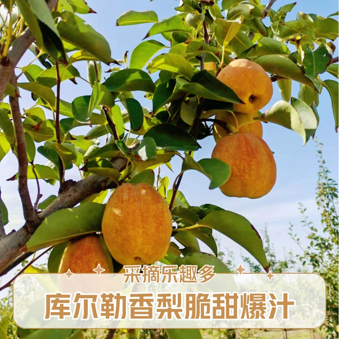 【库尔勒香梨】脆甜酥新鲜水润多汁清甜可口送礼佳品