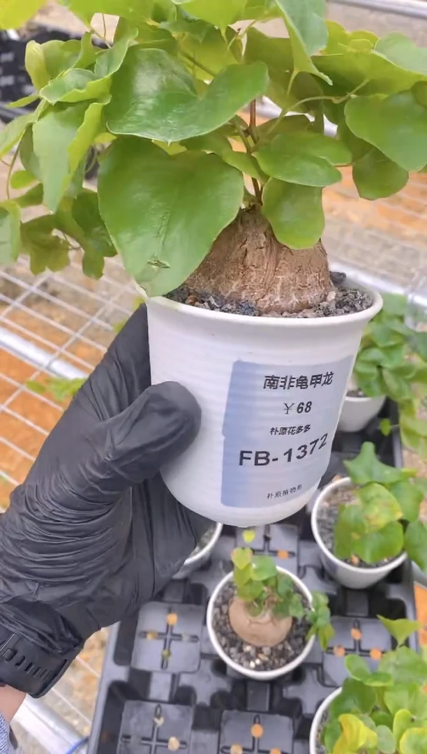 【闪购商品】南非龟甲龙FB-1372