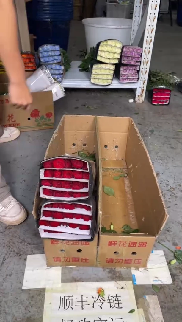 高原红 4扎